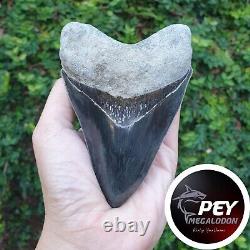 #2270? 5.00 Megalodon Tooth 100% Natural