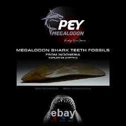 #2270? 5.00 Megalodon Tooth 100% Natural