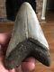 #26 Higher Grade Huge 5 Long Megalodon Giant Shark Tooth Teeth Extinct Fossil