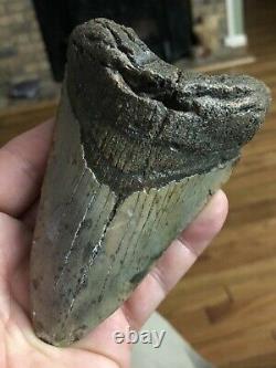 #26 Higher Grade Huge 5 Long Megalodon Giant Shark Tooth Teeth Extinct Fossil
