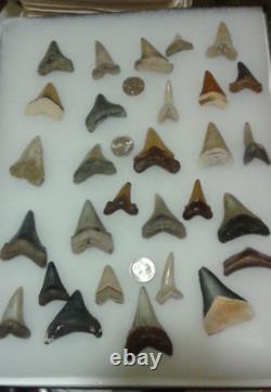 29 shark tooth collection in case megalodon mako great white augustidens