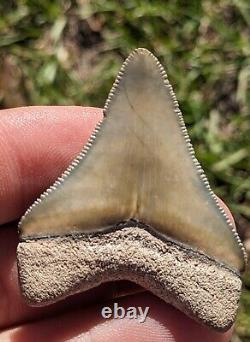 2.03 Bone Valley Megalodon Shark Tooth. #101