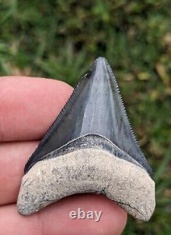 2.06 Bone Valley Megalodon Shark Tooth. #80