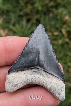 2.06 Bone Valley Megalodon Shark Tooth. #80