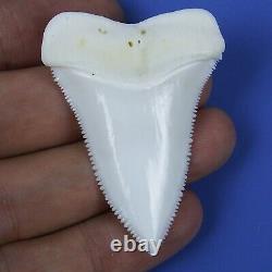 2.074'' Modern Principle Great White Shark Tooth Megalodon Sharks Movie Fan GT88