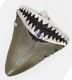 2.10 Inch Fossil Megalodon Shark Tooth Pendant Megalodon Tooth With Silver Cap