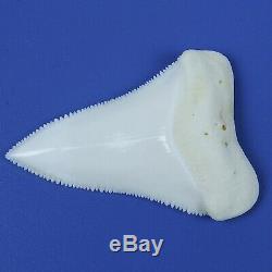 2.157'' Modern Principle Great White Shark Tooth Megalodon Sharks Movie Fan GT90