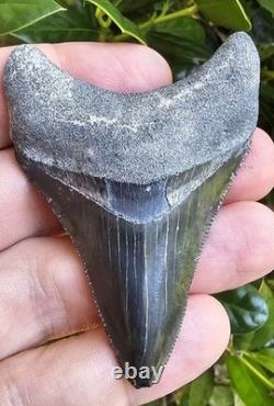 2 15/16 Bone Valley Megalodon Shark Tooth Fossil