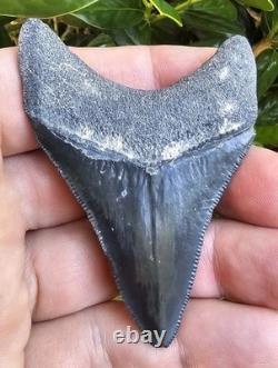 2 15/16 Bone Valley Megalodon Shark Tooth Fossil
