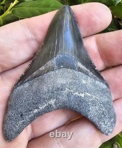 2 15/16 Bone Valley Megalodon Shark Tooth Fossil
