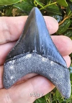 2 15/16 Bone Valley Megalodon Shark Tooth Fossil