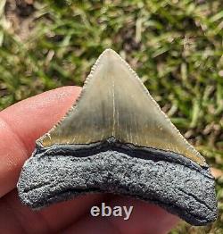 2.15 Bone Valley Unique Large Posterior Megalodon Shark Tooth. #102