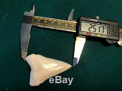 2 1/2+ Gem Modern Great White Shark Tooth Upper Megalodon Flawless