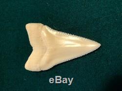 2 1/2+ Gem Modern Great White Shark Tooth Upper Megalodon Flawless