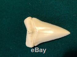 2 1/2+ Gem Modern Great White Shark Tooth Upper Megalodon Flawless