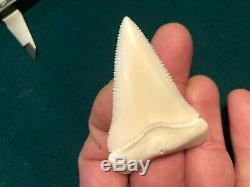 2 1/2+ Gem Modern Great White Shark Tooth Upper Megalodon Flawless