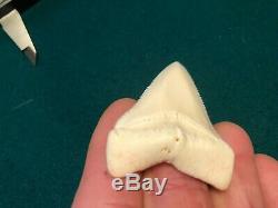 2 1/2+ Gem Modern Great White Shark Tooth Upper Megalodon Flawless