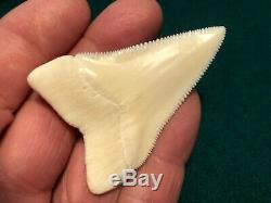 2 1/2+ Gem Modern Great White Shark Tooth Upper Megalodon Flawless