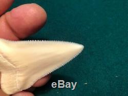 2 1/2+ Gem Modern Great White Shark Tooth Upper Megalodon Flawless