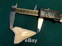 2 1/2+ Gem Modern Great White Shark Tooth Upper Megalodon Flawless