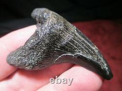 2-1/2 PAROTODUS BENEDENI SHARK TOOTH Fossil Benedini Teeth SOUTH CAROLINA SCUBA