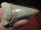 2-1/4 Angustidens Shark Tooth Fossil Fish Teeth Top Quality Megalodon Ancestor