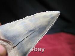 2-1/4 ANGUSTIDENS SHARK Tooth Fossil Fish Teeth TOP QUALITY MEGALODON ANCESTOR