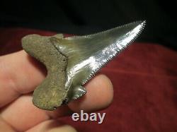 2-1/4 ANGUSTIDENS SHARK Tooth Fossil Fish Teeth TOP QUALITY MEGALODON ANCESTOR