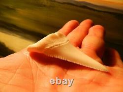 2 1/4 Gem Grade Modern Great White Shark Tooth Lower Megalodon Serration 6 pics