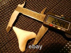 2 1/4 Gem Grade Modern Great White Shark Tooth Lower Megalodon Serration 6 pics