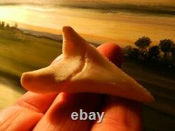 2 1/4 Gem Grade Modern Great White Shark Tooth Lower Megalodon Serration 6 pics