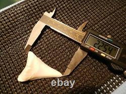 2 1/4 Gem Grade Modern Great White Shark Tooth Lower Megalodon Serration 6 pics