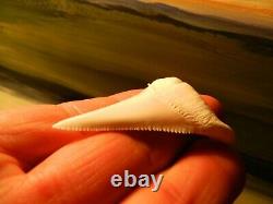 2 1/4 Gem Grade Modern Great White Shark Tooth Lower Megalodon Serration 6 pics