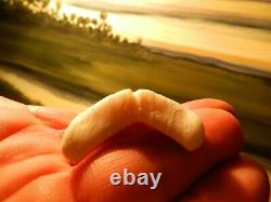 2 1/4 Gem Grade Modern Great White Shark Tooth Lower Megalodon Serration 6 pics