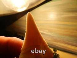 2 1/4 Gem Grade Modern Great White Shark Tooth Lower Megalodon Serration 6 pics