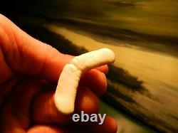 2 1/4 Gem Grade Modern Great White Shark Tooth Lower Megalodon Serration 6 pics