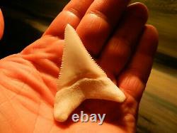 2 1/4 Gem Grade Modern Great White Shark Tooth Lower Megalodon Serration 6 pics