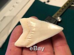 2 1/4+ Gem Grade Modern Great White Shark Tooth Upper Megalodon