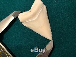 2 1/4+ Gem Grade Modern Great White Shark Tooth Upper Megalodon