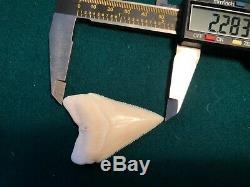 2 1/4+ Gem Grade Modern Great White Shark Tooth Upper Megalodon
