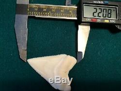 2 1/4+ Gem Grade Modern Great White Shark Tooth Upper Megalodon