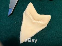 2 1/4+ Gem Grade Modern Great White Shark Tooth Upper Megalodon