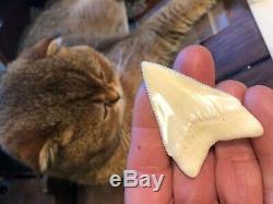 2 1/4+ Gem Grade Modern Great White Shark Tooth Upper Megalodon