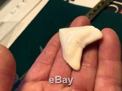 2 1/4+ Gem Grade Modern Great White Shark Tooth Upper Megalodon