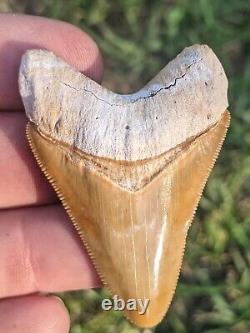 2.23 Bone Valley Megalodon Shark Tooth. #112