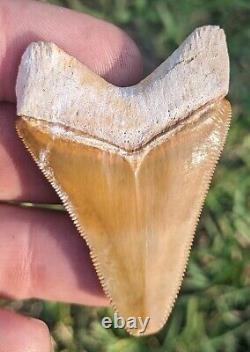 2.23 Bone Valley Megalodon Shark Tooth. #112