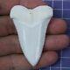 2.275'' Modern Great White Shark Tooth Megalodon For Necklace Making Rt78
