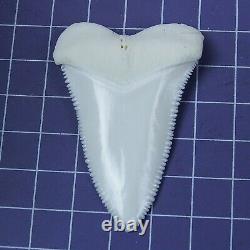 2.275'' Modern Great White Shark Tooth Megalodon for Necklace Making RT78