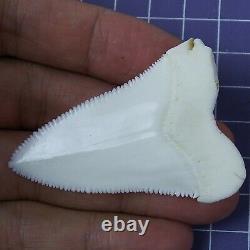 2.275'' Modern Great White Shark Tooth Megalodon for Necklace Making RT78