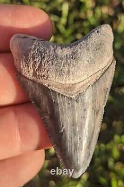 2.27 Bone Valley Megalodon Shark Tooth. #043